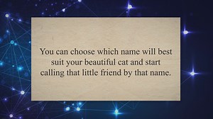 Best Female Cat Names You Should Know About [Detailed Guide]