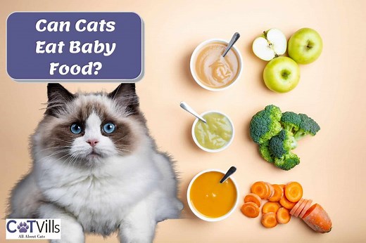 Can Cats Eat Baby Food? The Potential Benefits and Risks