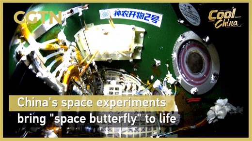 China's space experiments bring 'space butterfly' to life