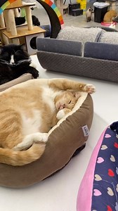 5.7K views · 4.4K reactions | Goodnight from everyone here at Furball Farm  #goodnight #sleeptight #sleep #sleepy #goodnightworld #catsanctuary #cats_of_world #furballfarmpetsanctuary | Furball Farm Cat Sanctuary | Facebook