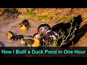 How I Built a Small Pond for My Ducks (in One Hour)