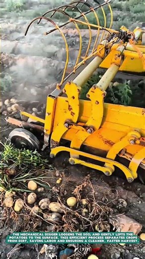Harvesting Potatoes with Mechanical Digger – Satisfying Jobs and Machinery in the World