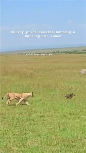 Survey pride female with a warthog for lunch on a fine afternoon in Grasslands of Masai Mara, Kenya