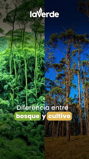 Un bosque natural es un ecosistema lleno de biodiversidad 🌎. Alberga una gran variedad de plantas, animales e insectos, regula el clima, produce oxígeno y protege los suelos. Es un lugar lleno de vida y equilibrio. 💚 Por otro lado, un cultivo de eucalipto es una plantación creada para producción. Aunque los árboles son útiles, estas plantaciones no ofrecen el mismo hogar para la fauna, consumen grandes cantidades de agua 💧 y pueden empobrecer el suelo con el tiempo. Apoyemos iniciativas que p