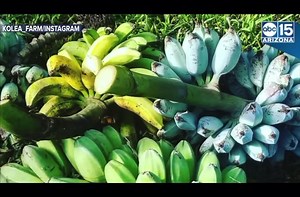 Blue Java “ice cream” Banana Trees in Stock Get yours before they are gone! Nursery links to our Etsy store, Amazon page, hours, directions, website, articles, and more in our profile or click here http://growcoolstuff.com “Like” and “Follow” to stay up to date when new plants are arrive, growing tips, how to’s and plant insights. @tropicamango #tropicamangorarefruitnursery #tropicamangonursery #growcoolstuff #amazing #beautiful #followus #growcoolshit #bluebanana #bluejava #bluejavabanana #icec