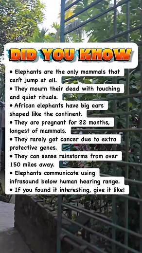1.3M views · 19K reactions |  Elephant Facts That Will Blow Your Mind! #facts | Devlop Express | Facebook
