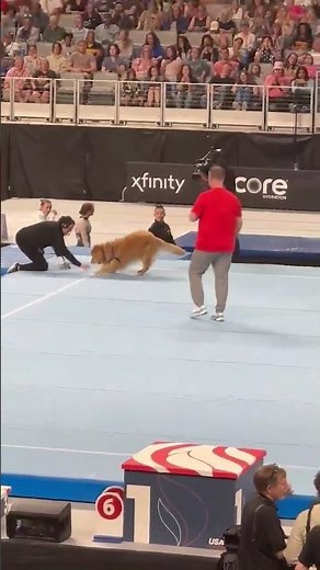 Watch viral video of Olympics therapy dog playing catch #Shorts