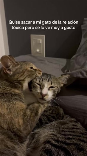 Video de kira the cat (@kira.thecat) relacionado con “emma stone”