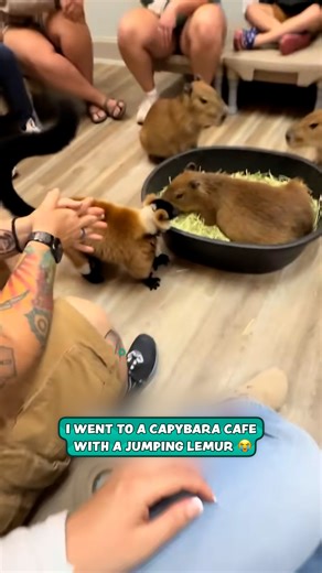 140K views · 2.6K reactions | This has to be the craziest animal cafe I've seen  | Furry Tails | Facebook