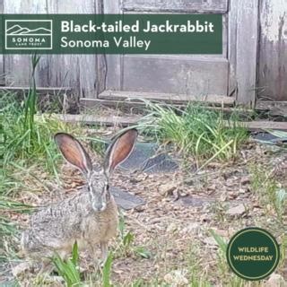 6.3K views · 36 reactions | A common animal associated with spring has hopped onto our wildlife camera! The jackrabbit distinguishes itself from the brush rabbits you may see around Sonoma County with a larger body, exceptionally long ears, and the ability to leap 10 feet at a time at speeds of 40 miles per hour. Keep an eye out for these high-hopping hares this season! #wildlifewednesday #jackrabbit #hare | Sonoma Land Trust | Facebook