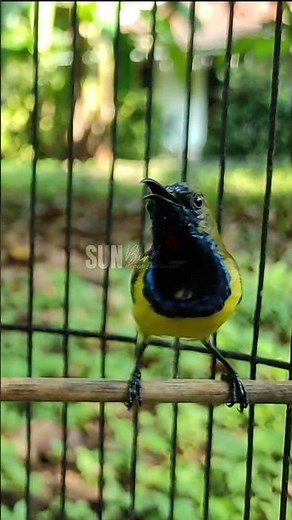 OLIVE BACKED SUNBIRD CALL, SOGON JANTAN GACOR PART 58