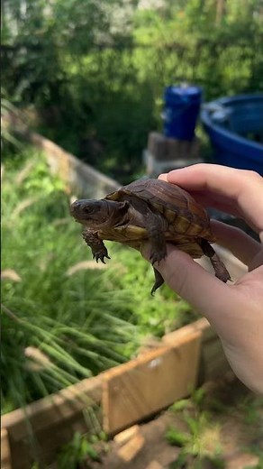 Why is a box turtles called a box turtle? #turtle #reptiles #animals #shorts #boxturtle