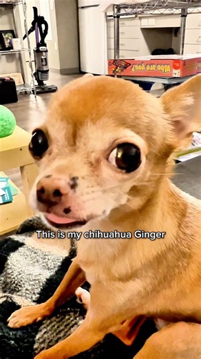 This is my chihuahua Ginger… sweet and a little unhinged 🩷🐾