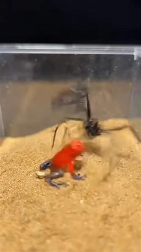 Frog vs Spider – Tiny Clash of Nature 😱 A thrilling encounter as a frog faces a spider. Quick moves, raw survival instincts, and intense wildlife action captured in seconds. AI Line (caption ke end me): ⚠️ AI generated video for study purposes. #FrogSpider #WildlifeThriller #NatureShock #AnimalEncounter #ViralReels | Prime USA