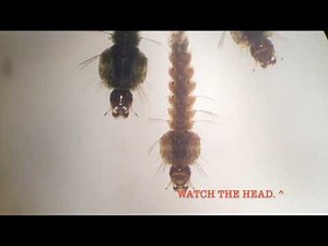 Anopheles mosquito larvae surface feeding and turning head