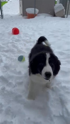 Meet Evergreen: Your Future Furry Friend! Are you ready to welcome a bundle of joy into your home? Let us introduce you to Evergreen, a delightful 3-month-old Bernese mountain dog/ Newfoundland Mix who is eagerly searching for a loving forever family. About Evergreen Evergreen is a sweet and loving pup who is sure to steal your heart with his gentle nature and playful spirit. With his big, soulful eyes and a wagging tail that never stops, Evergreen is the perfect companion for anyone looking to 