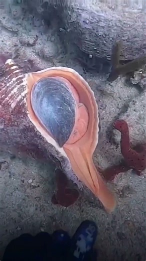 Scuba Hunting at SeaTech Ledges