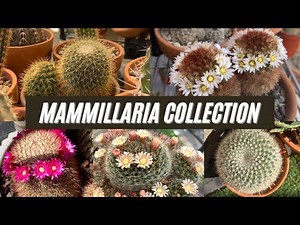 My Mammillaria Cactus Collection