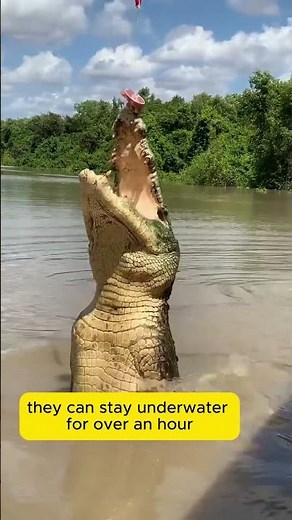 All About Crocodiles: Nature’s Ancient Predators