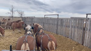 450K views · 3.6K reactions | Peaceful morning putting straw out for the mares. Enjoying the sounds of spring you don't hear in a tractor cab. | MM RANCH | Facebook