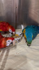 How good are these babies, straight after a formula feed.. they get their heads into the bowl of pellets, veggies and chopped nuts. When they are in ‘eating mode’ .. take advantage by having your bowls ready for them. Soon they will need a big sleep. 😝🤣❤️🥰🐣👌😍😇 | Macaws And More
