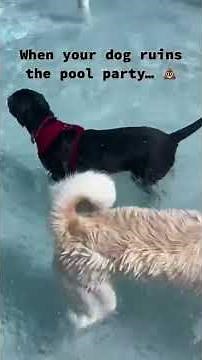 The Most Hilarious Dog Poop Prank Ever