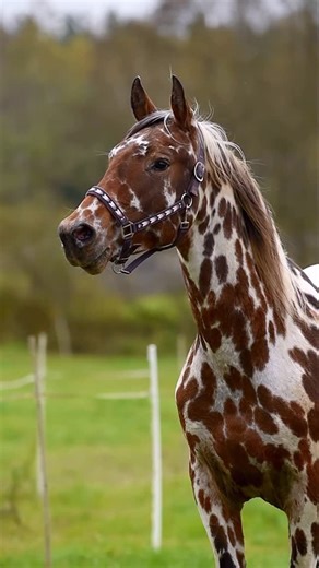 Colored horses and miniature ponies on Instagram: "🤎🤍🤎 Harlequin 🤎🤍🤎 . . . #horse #knabstrupper #appaloosa #spottedhorse #equine #horses #horselove #horselover #horseofinstagram #equestrian #pferd #cheval #cavalo #caballo #лошади #zirgi #horseaddicted #coloredhorse #stallion #beautifulhorse #horseriding #leopardappaloosa #colouredhorse #instahorse #equestrian #horseofinstagram #harlequin"
