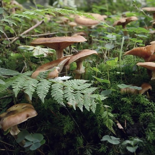 2.6M views · 45K reactions | How did fungi shape all terrestrial life—including us? The Kingdom of Fungi is an alien world, hidden from sight, with the largest and oldest organisms alive today. By studying fungi in the context of evolution and natural history, scientists are making life-changing discoveries.  #HowFungiMadeOurWorld  Watch Here: curiosity.tv/hoe1phl | Curiosity Stream | Facebook