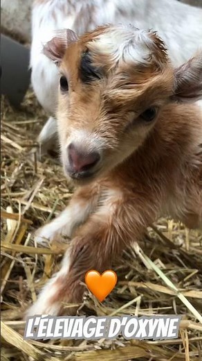 Bébé chèvre🧡 Tout nouveau, tout beau 🥰 #lelevagedoxyne #goat #chevreminiature #shortvideo #chèvre