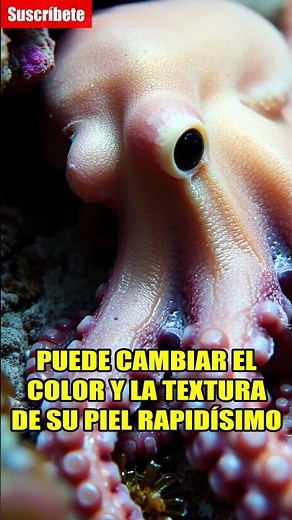 Pulpo Camuflaje: ¡El Rey! 🐙