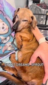 Sweet dreams, Sprout | Vintage Pet Rescue