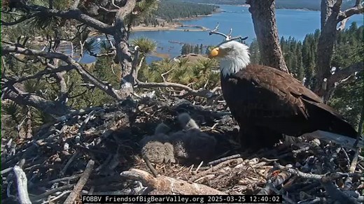 Only two of Jackie and Shadow's eaglets seen in nest