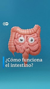 El intestino está lleno de sorpresas. Definido por algunos como el "segundo cerebro", tiene su propio sistema nervioso, la mayor colonia de microorganismos de nuestro cuerpo, y refleja de nuestros hábitos y emociones. #dwmagacines #dwscience #dwhealth #intestino #salud #segundocerebro #digestión #cuerpohumano | DW Español