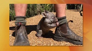 31K views · 392 reactions | Did you know wombats can run almost as fast as Usain Bolt?? | The Living Room | Facebook
