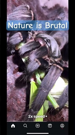Tarantula VS Praying Mantis