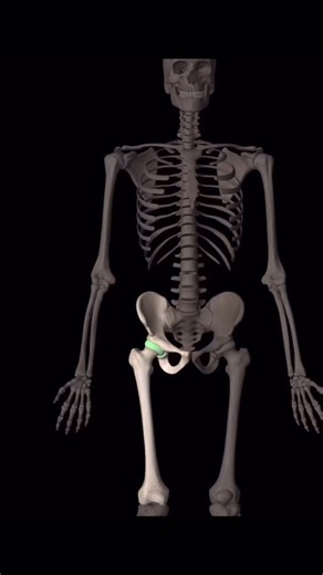 You can improve your hip osteoarthritis! Here is an anatomical explanation of hip osteoarthritis as well as for exercises to improve hip mobility and stability, potentially decreasing your arthritic pain. For 1-1 in person or online training, visit the link in my bio to schedule a free consultation. Stay moving! #HipOsteoarthritis #HipArthritis #Arthritis #Osteoarthritis #HipPain #HipPainExercises #GluthStrength #HipStability #HipStrength #JointPain #JointPainExercises #ExercisesForSeniors #Heal