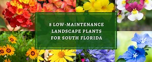Low-Maintenance Year Round Plants For Landscaping in FL | Plant Professionals