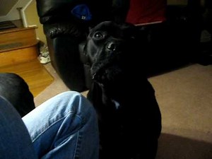 Cane Corso growling.