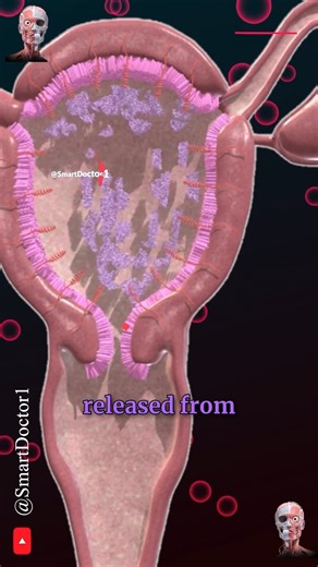 Cycle menstruel et ovulation (menstruation) 🌙🔍‍♀️ . . . . . . . . . . #systèmereproducteur #anatomiefémine #organesgénitaux #ovaires #utérus #trompes #vagin #menstruationcyclique #fécondation #grossesse #embryogenèse #physiologiehumaine | Smart Doctor en Français