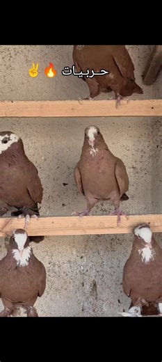 ‏#اكسبلورexplore❥🕊 #متابعه_ولايك_واكسبلور_احبكم #ذكريات