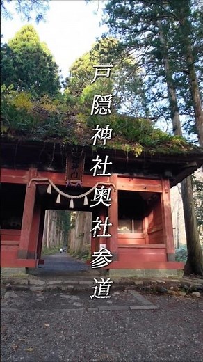 年に50回神社に行く社会人|神様が住む、日本屈指の聖域。戸隠神社 奥社参道。#戸隠神社 #パワースポット #神社巡り #癒やし