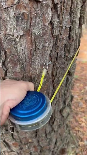 tree diameter tape #logging #lumberjack #forestry