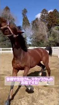 【2026.03.21】ゆめちゃん✨ 競馬の役目を終えた馬たちの保護。リタッチのメンバーの皆様により、引退馬→肥育場→（食肉）を保護。現在は、馬の高校 東関東馬事高等学院で過ごしています。#ユメ #馬