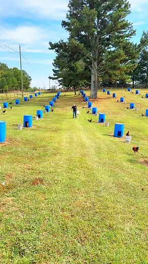 7.7K views · 48K reactions | All the roosters  was ready to eat this evening  #gallos #gamefowl Boots 量 @bruntworkwear Use code ➡️ BONEYARDFARM10 for $10.00 off your purchase. | Boneyard farm | Facebook