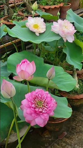 Sacred lotus is one of two living species of aquatic plants in the family Nelumbonaceae.