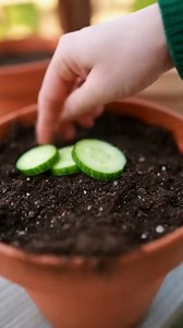 19K views · 245 reactions | 9 Innovative Cucumber Trellis Concepts to Elevate Your Harvest to New Heights | Beautiful Home & Garden Ideas | Facebook