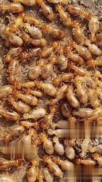 “The Truth About Termites: What’s Really Hiding in Your Walls”.