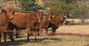 Thousands of head of cattle set to be slaughtered in bovine tuberculosis outbreak