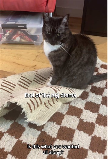 End of the Rug Drama with Grumpy Cat