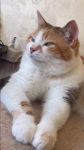 Purring Cat sound for Relax. Relaxing video for sleep. Funny Cat video for Relaxation. ASMR Purr